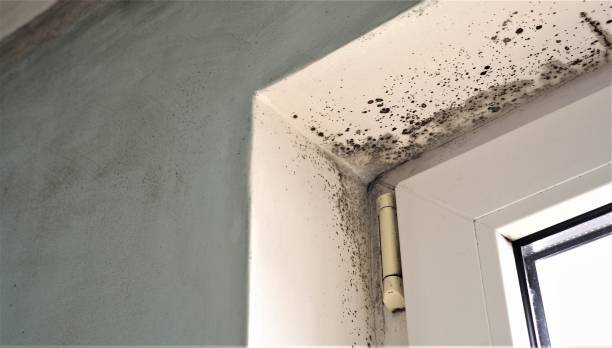 Best Air Quality Testing for Mold Spores  in Utica, IN