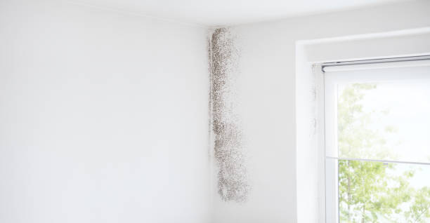 Best Mold Documentation for Insurance Claims  in Utica, IN