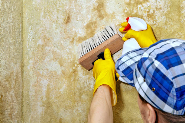 Best Post-Construction Mold Inspection  in Utica, IN