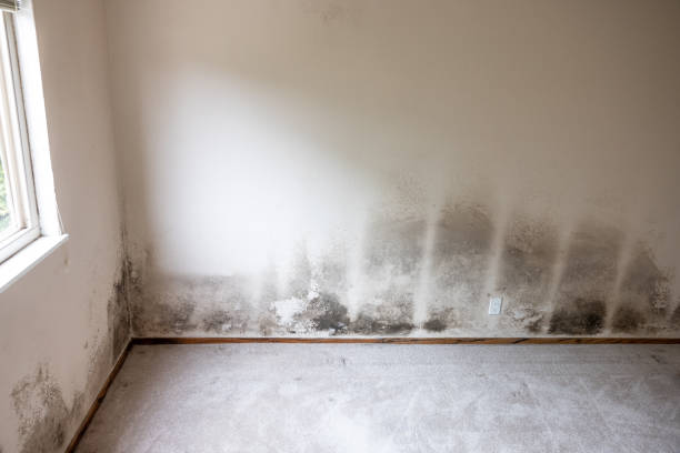 Best Attic Mold Removal  in Utica, IN