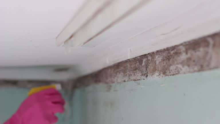 Best Mold Prevention Services  in Utica, IN